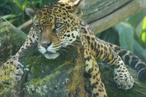 Passeio ao Zoológico   3º ano A e B