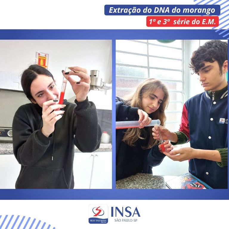 Extração do DNA do morango - 1ª e 3ª série do E. M.